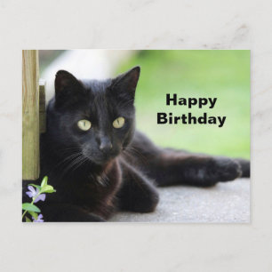 Carte Postale Jolie photo de chat noir pour anniversaire