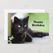 Carte Postale Jolie Photo De Chat Noir Pour Anniversaire (Devant / Derrière)
