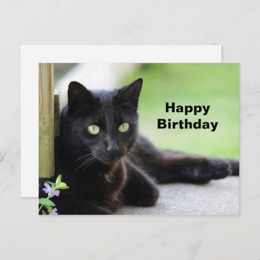 Carte Postale Jolie Photo De Chat Noir Pour Anniversaire (Devant / Derrière)