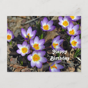 Carte Postale Jolie photo de fleurs de crocus violettes pour ann