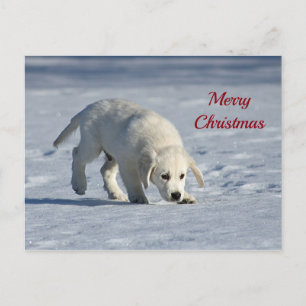 Carte Postale Jolie photo de neige blanche chiot Noël