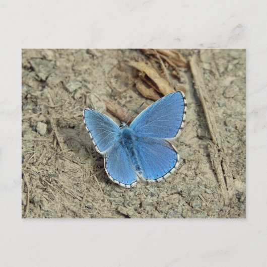 Carte Postale Jolie photo de papillon bleu (Devant)
