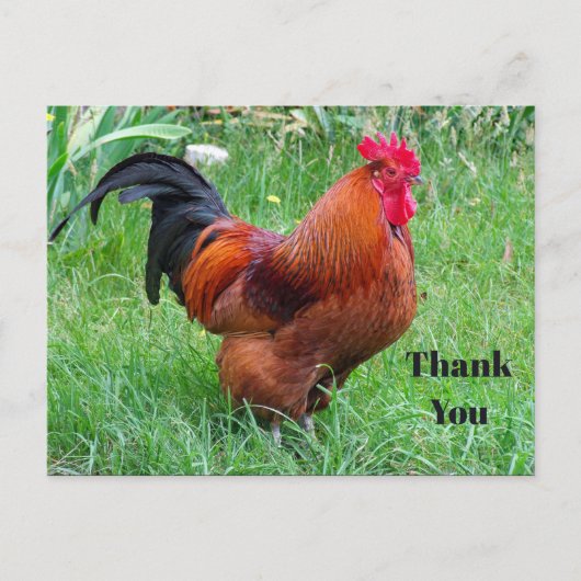 Carte Postale Jolie Photo De Profil De Poulet Rouge Merci (Devant)