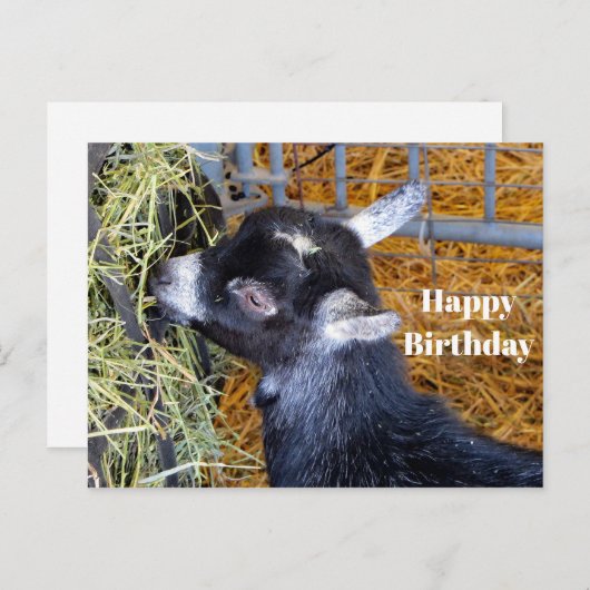 Carte Postale Jolie photo d'un bébé chèvre noir mangeant du foin (Devant / Derrière)
