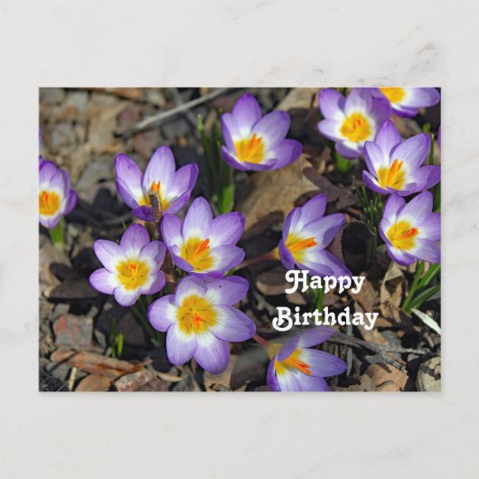 Carte Postale Jolie Photo Fleurie de Crocus Violet pour Annivers (Devant)