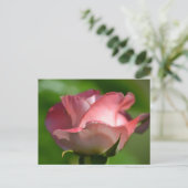 Carte Postale Jolie rose rose (Debout devant)