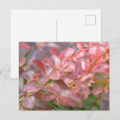 Carte Postale Jolies branches roses (Devant / Derrière)