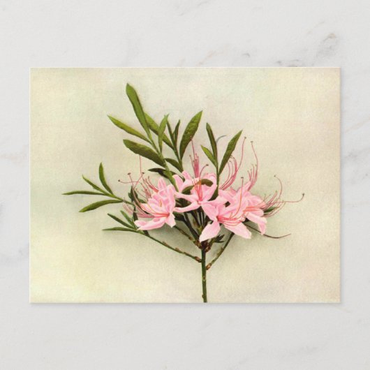 Carte Postale Jolies fleurs (Devant)