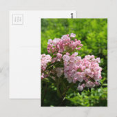 Carte Postale Jolies fleurs de laurier des montagnes roses (Devant / Derrière)