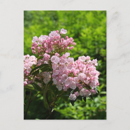 Carte Postale Jolies fleurs de laurier des montagnes roses (Devant)