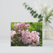 Carte Postale Jolies fleurs de laurier rose (Debout devant)