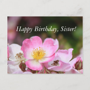 Carte Postale jolies fleurs de rose sauvage rose pour dames