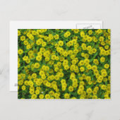 Carte Postale Jolies Fleurs Jaunes (Devant / Derrière)