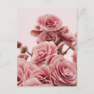 Carte Postale Jolies fleurs roses