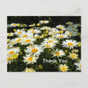Carte Postale Jolies marguerites blanches jardin floral photo re