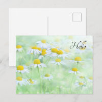 Jolies marguerites dans une photo de terrain