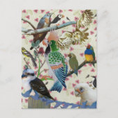 Carte Postale Jolies oiseaux (Devant)