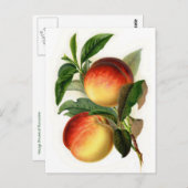 Carte Postale Jolies pêches (Devant / Derrière)