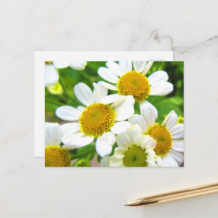 Carte Postale Jolies petites fleurs de pâquerette de pelouse au