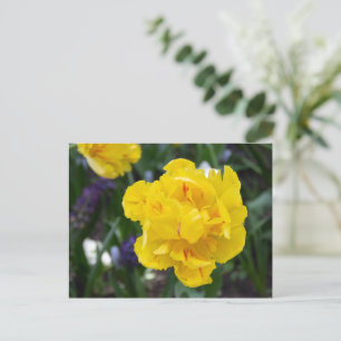 Carte Postale Jolies tulipes jaunes dans le jardin