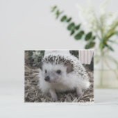 Carte Postale Joliment assis (Debout devant)