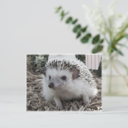 Carte Postale Joliment assis (Debout devant)