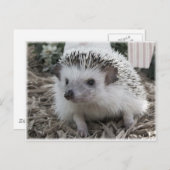 Carte Postale Joliment assis (Devant / Derrière)