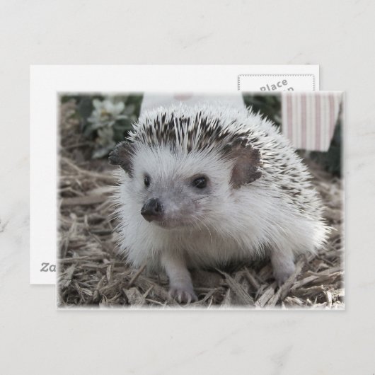 Carte Postale Joliment assis (Devant / Derrière)