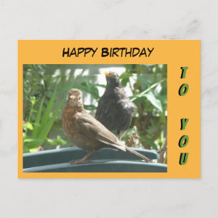Carte Postale Jolis Merles Couple Joyeux Anniversaire Carte. Car