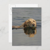Carte Postale Jolis Retriever (Devant / Derrière)