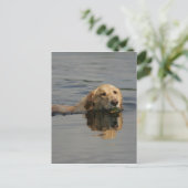 Carte Postale Jolis Retriever (Debout devant)