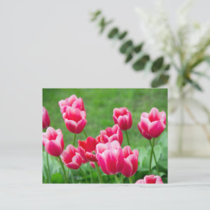 Carte Postale Jolis tulipes écarlates dans le jardin