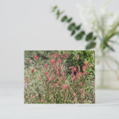 Carte Postale Jolly juillet (Debout devant)
