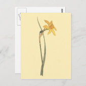 Carte Postale Jonquil Daffodil Fleur Jaune Illustration (Devant / Derrière)
