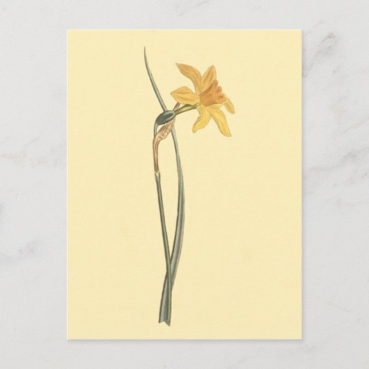 Carte Postale Jonquil Daffodil Fleur Jaune Illustration (Devant)