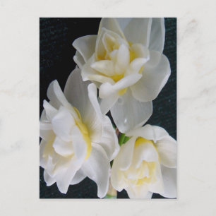 Carte Postale Jonquil Flower - Ecclesiastes 3:1