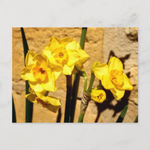 Carte postale Jonquil Flowers