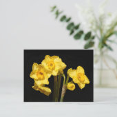 Carte postale Jonquil Flowers (Debout devant)