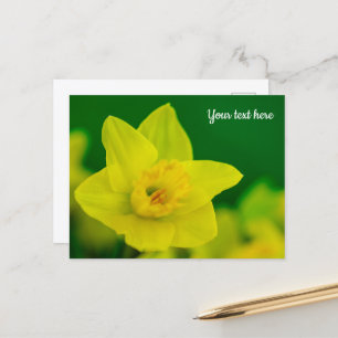 Carte postale jonquille