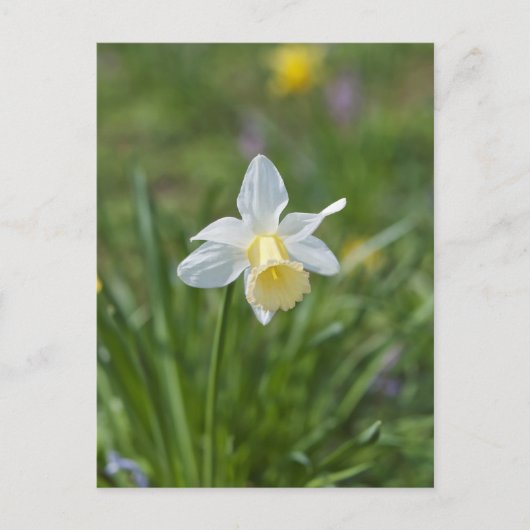 Carte Postale Jonquille (Devant)