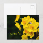 Carte postale jonquilles (Devant / Derrière)