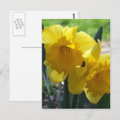 Carte Postale Jonquilles (Devant / Derrière)