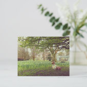 Carte Postale Jonquilles à Limerick (Debout devant)