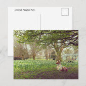 Carte Postale Jonquilles à Limerick (Devant / Derrière)