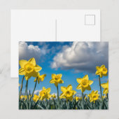 Carte Postale Jonquilles Danseuses (Devant / Derrière)