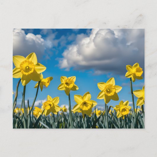 Carte Postale Jonquilles Danseuses (Devant)