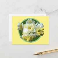 Jonquilles de printemps Fleurs de Narcisse blanche
