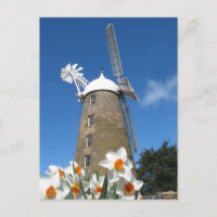 jonquilles et moulin à vent
