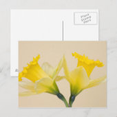 Carte Postale Jonquilles jaunes (Devant / Derrière)