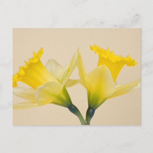 Carte Postale Jonquilles jaunes (Devant)